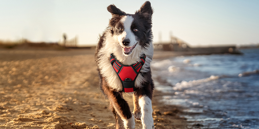 "RabbitGoo" Hiking Harness