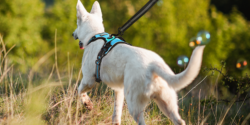 "RabbitGoo" Hiking Harness