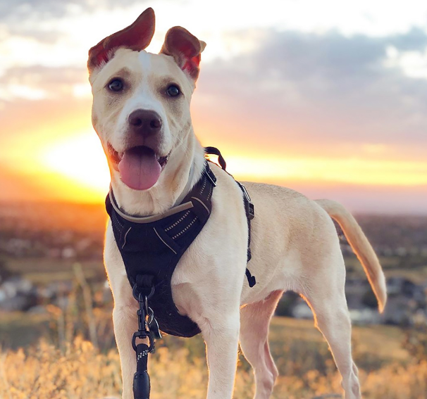 "RabbitGoo" Hiking Harness